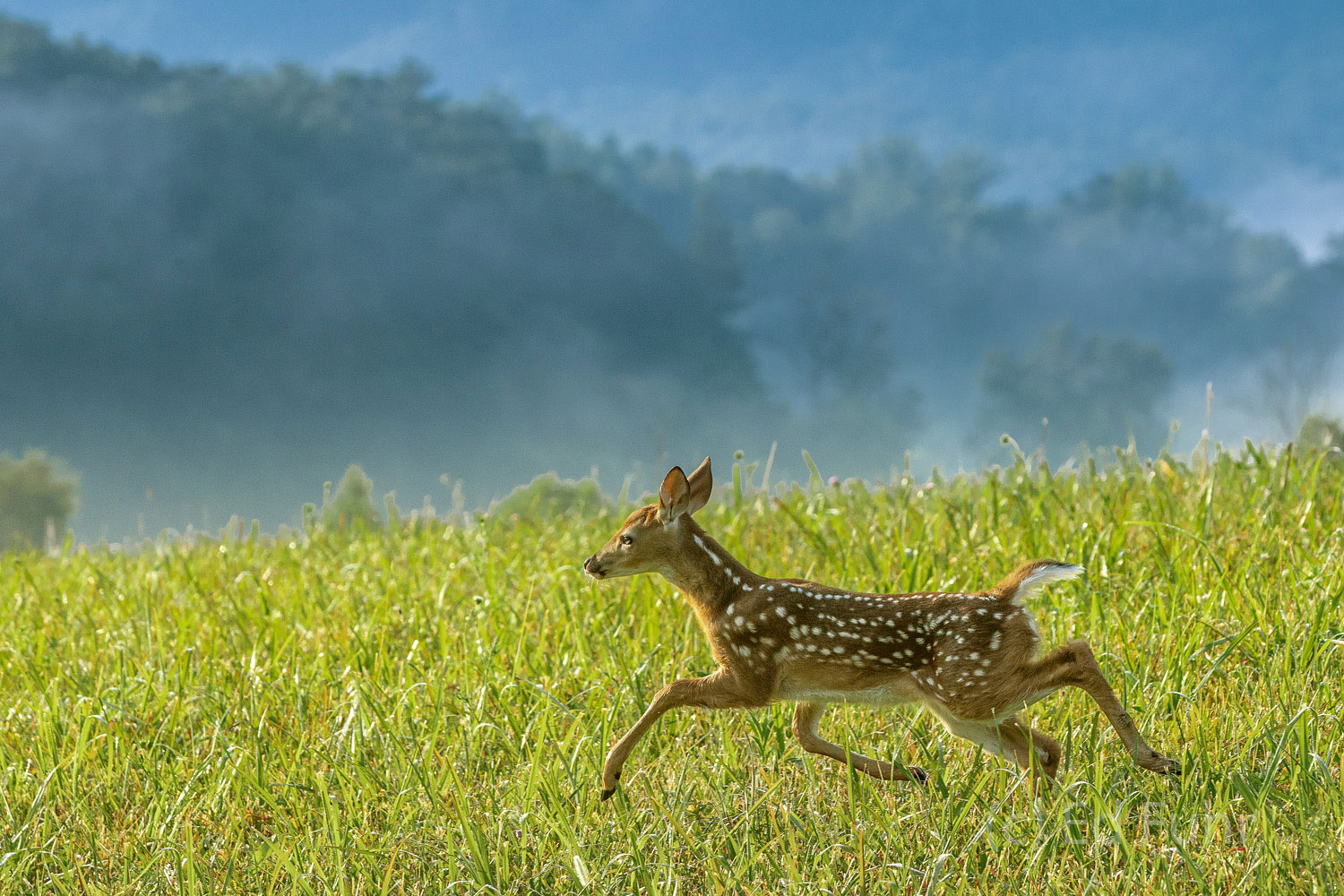 Smokies, Cades Cove, Great Smoky Mountains, national park,