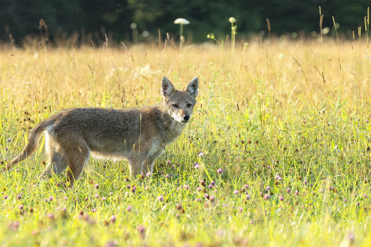 A lean coyote marches purposefully through the tall grasses of Cades Cove in search of rodents and newborn.