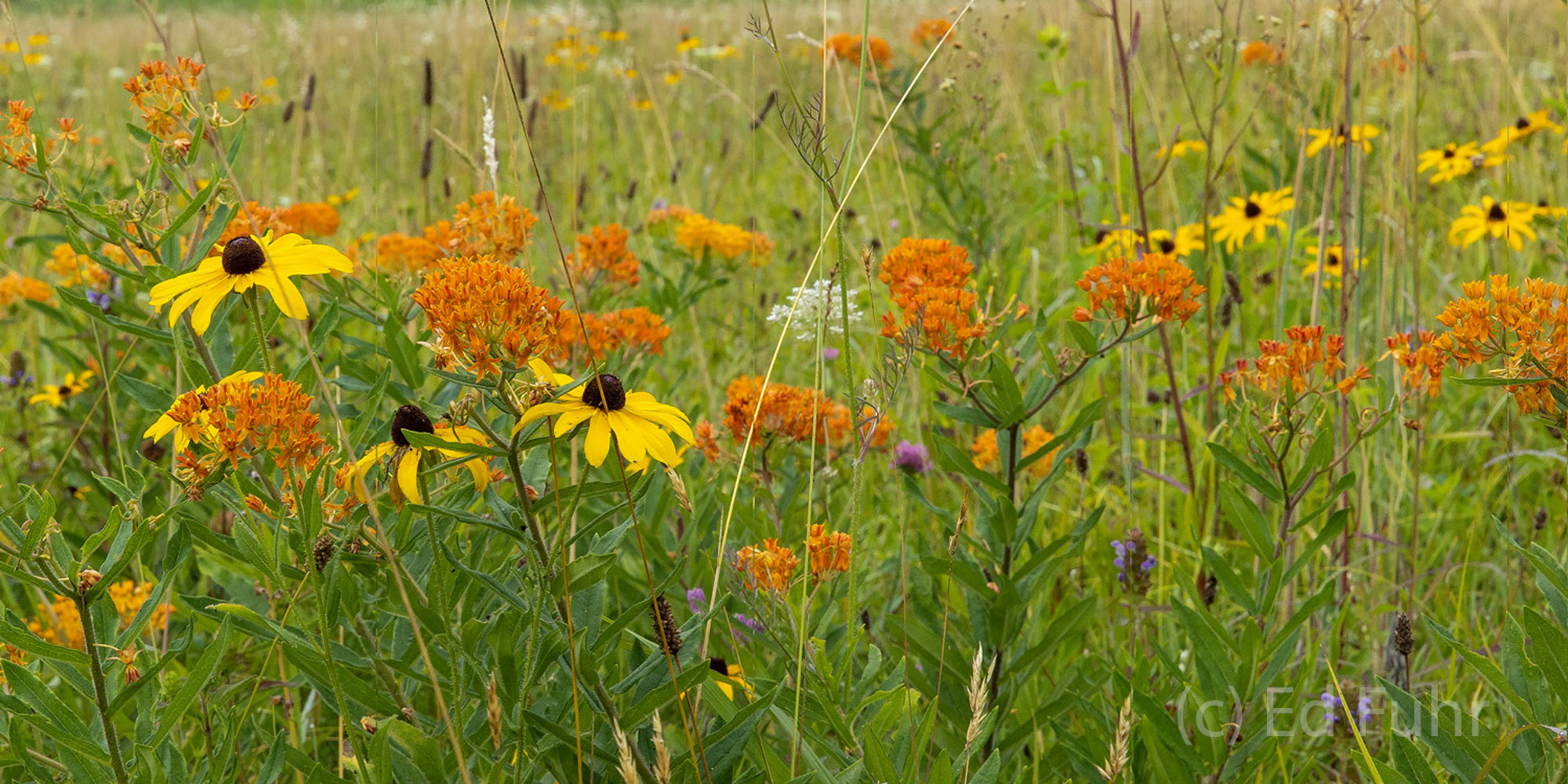 Butterfly Weed, Rudbeckia, and other wildflowers color a Cades Cove meadow.
