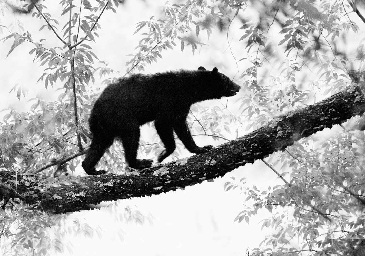 A black bear sow walks along a strong cherry tree limb to reach the tender treats.