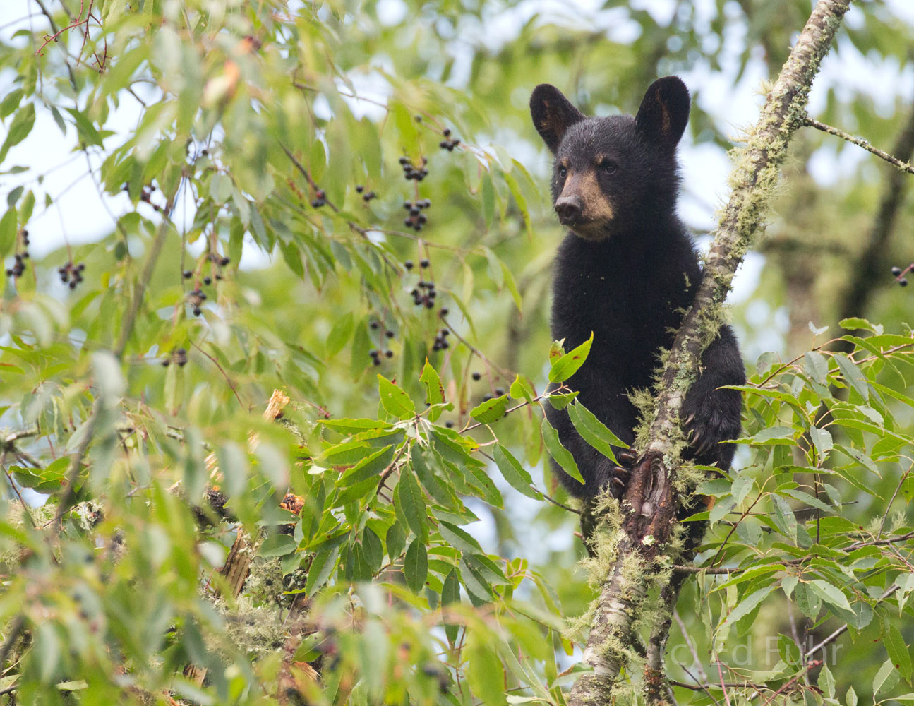 A black bear cubs pauses from his feasting to check out mom and two siblings who are high atop an adjacent cherry tree.