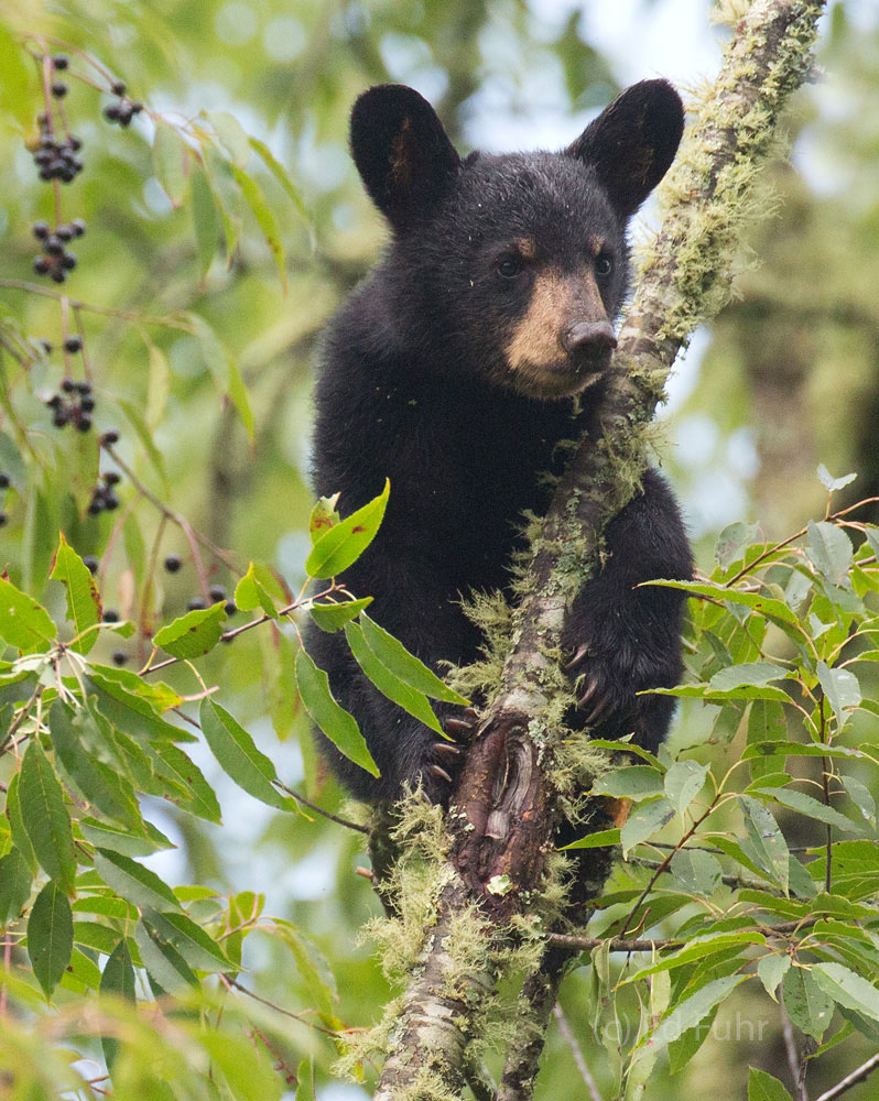In mid August, the black cherries have ripened and the bears of Cades Cove will spend much of their days high in these trees...