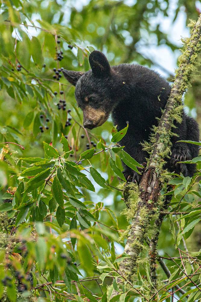 A black bear cub of the year enjoys some cherries that have ripened in late summer.