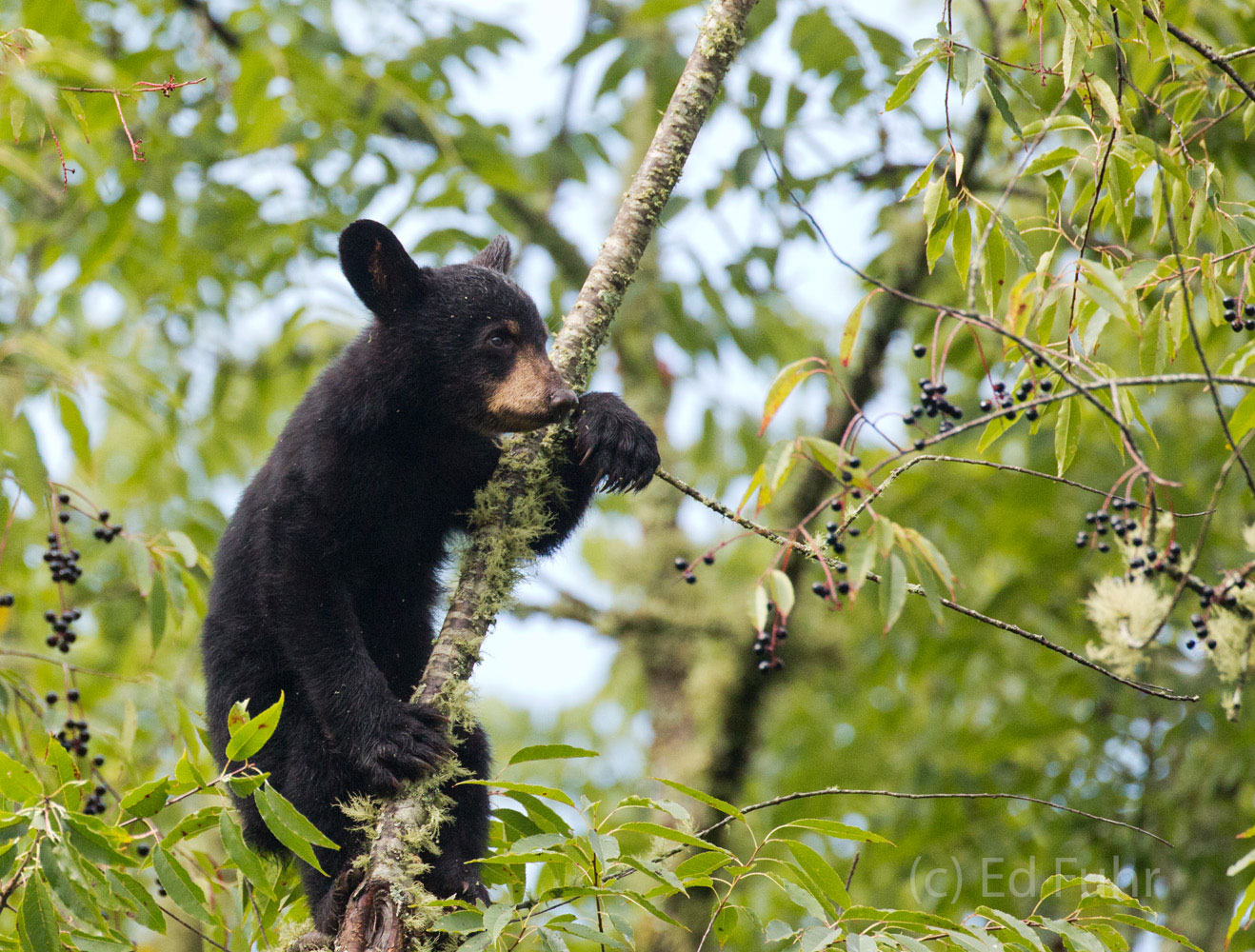 A black bear cub feasts on some cherries in Cades Cove.