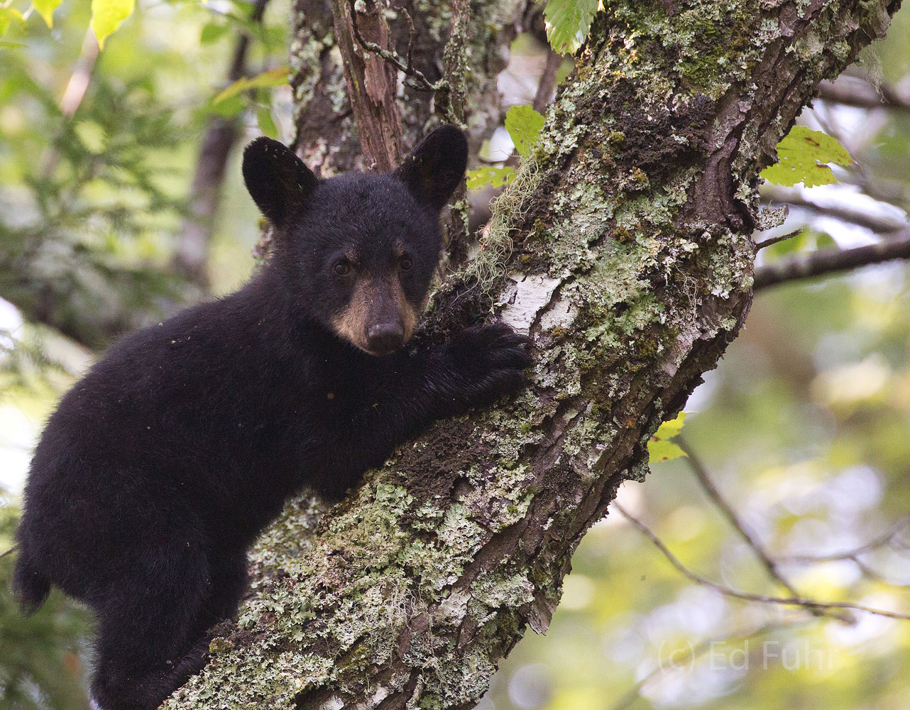 A black bear cub checks out a perch.
