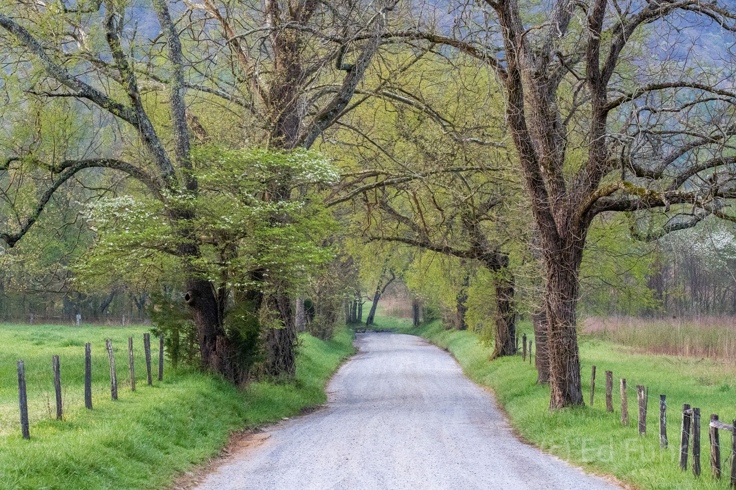 Springtime on Sparks Lane 2017 Sparks Lane in spring.