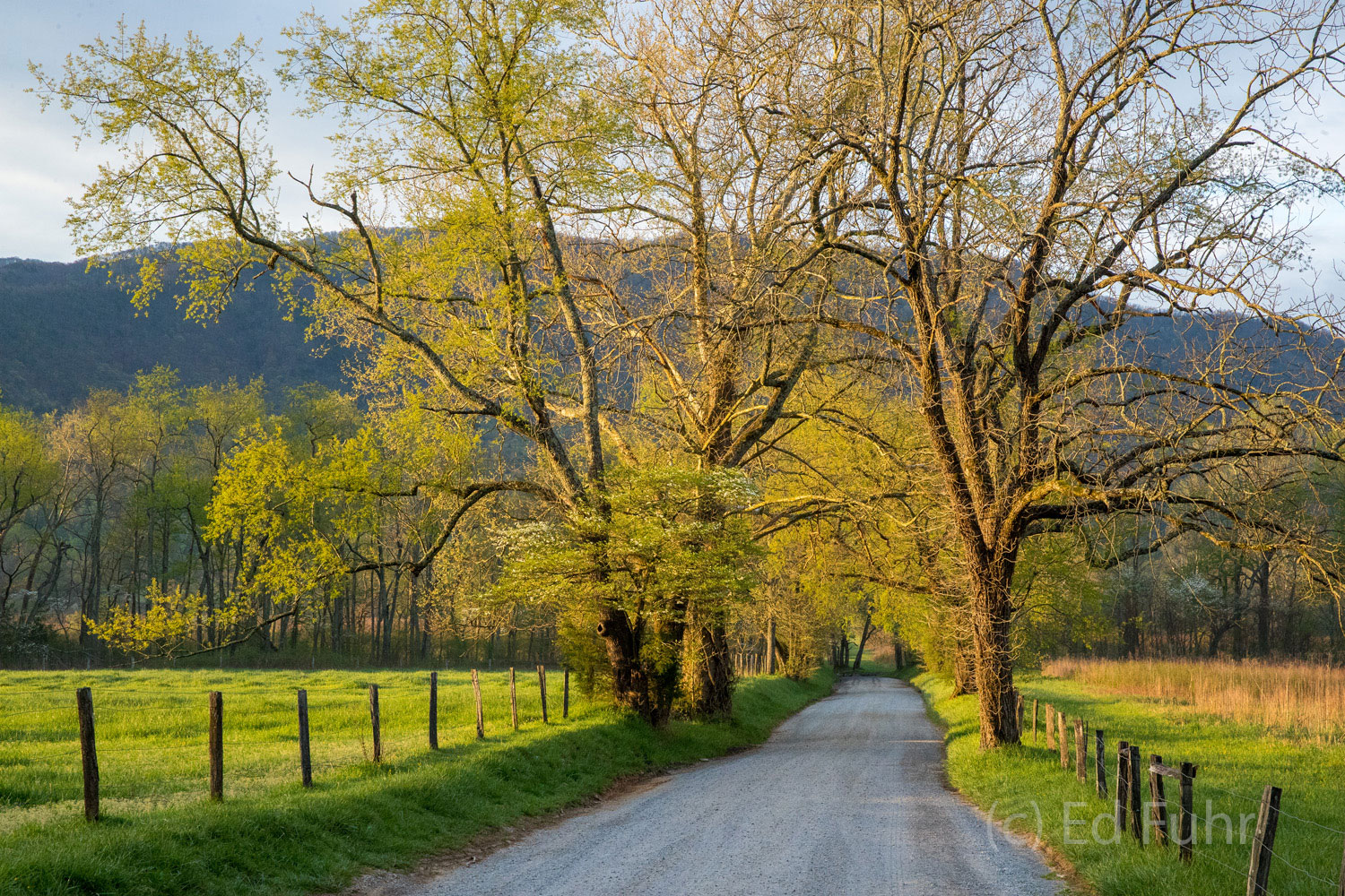 Sparks Lane, a gravel road bisects Cades Cove, in spring.