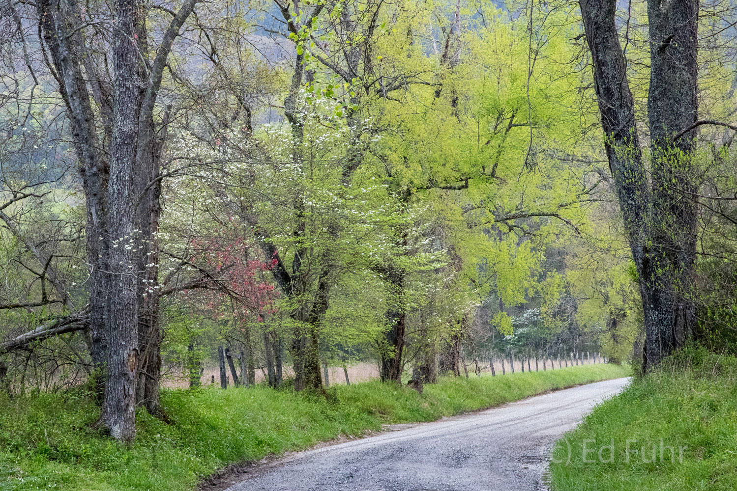 Sparks Lane Spring 2017 Dogwoods bloom and sprng's tender leaves emerge on the cherries, walnuts and oaks that lines Spark's Lane in Cades Cove.