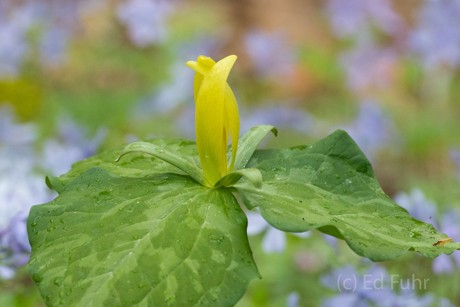 A yellow trillium blooms in the moist fertile soils below the woodland canopy of the Great Smoky Mountains.
