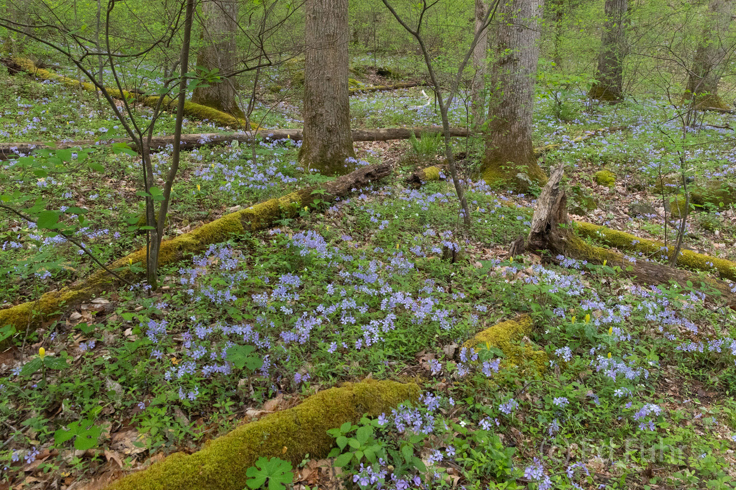 Woodland phlox blooms amidst the moss-covered timbers in Great Smoky Mountains.