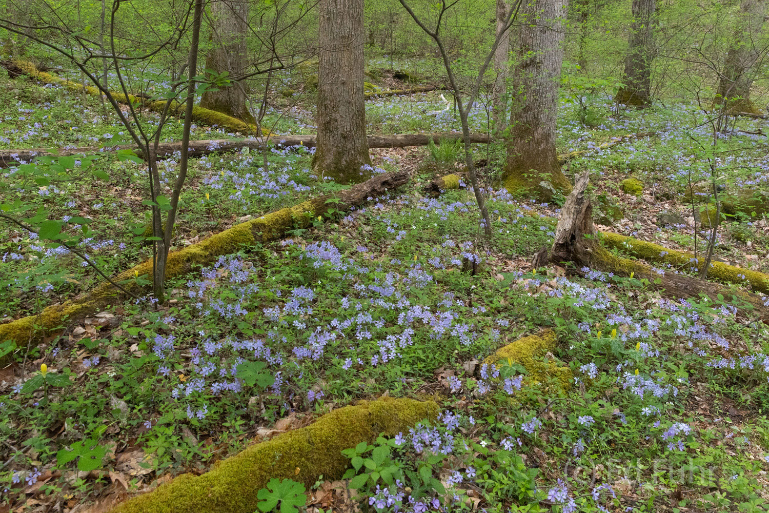 Woodland Phlox Woodland phlox blooms amidst the moss-covered timbers in Great Smoky Mountains.