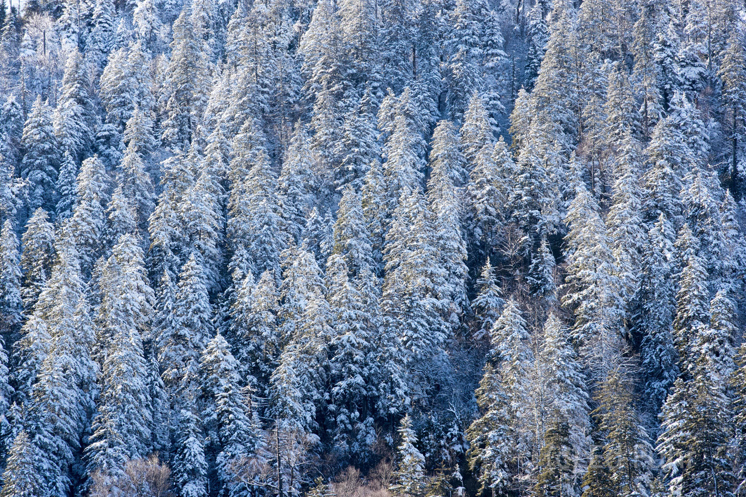 Spring Snow Near Newfound Gap A late spring snow coats the firs and hemlocks atop the highest ridges of the Great Smoky Mountains.