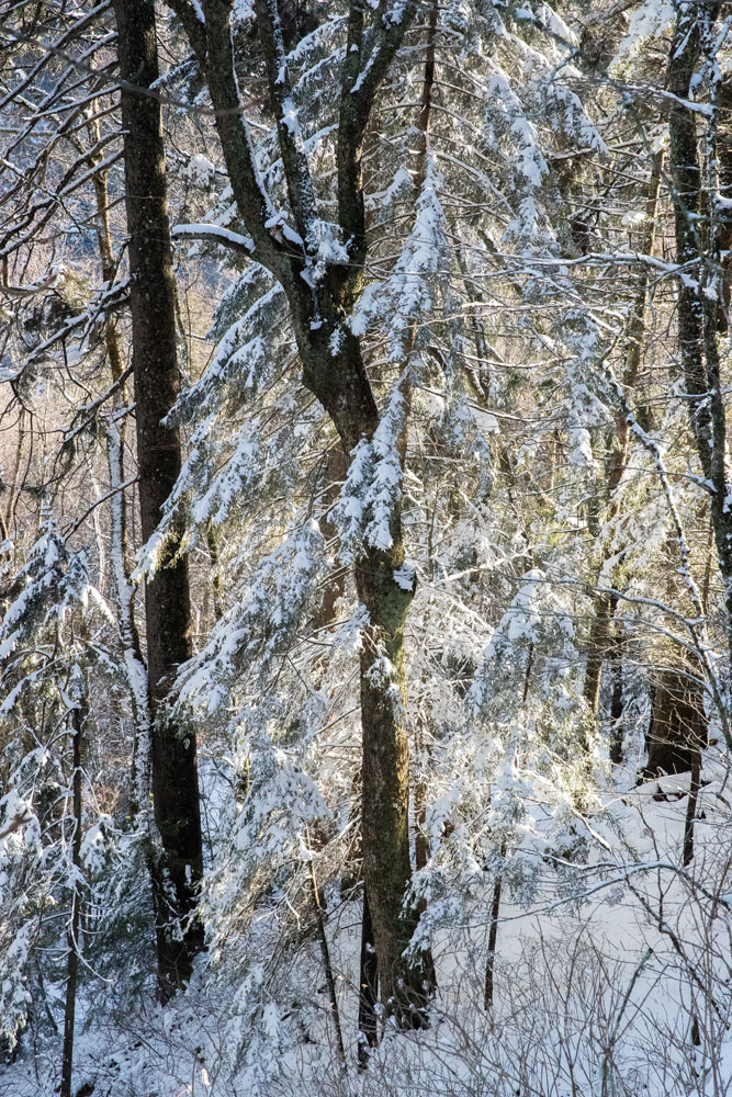A spring snow covers the trees in the Great Smoky Mountains.