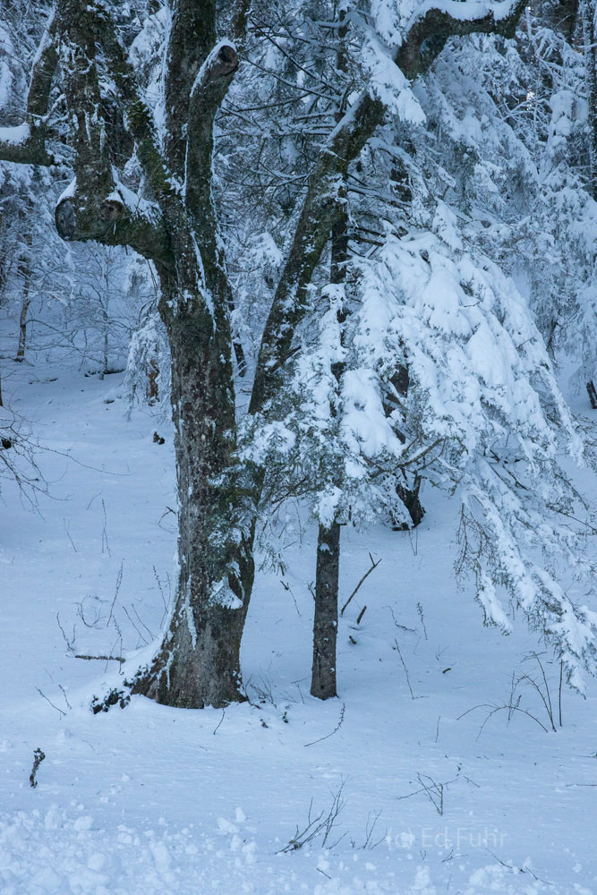 The woods are quiet under the weight of a wet snow.