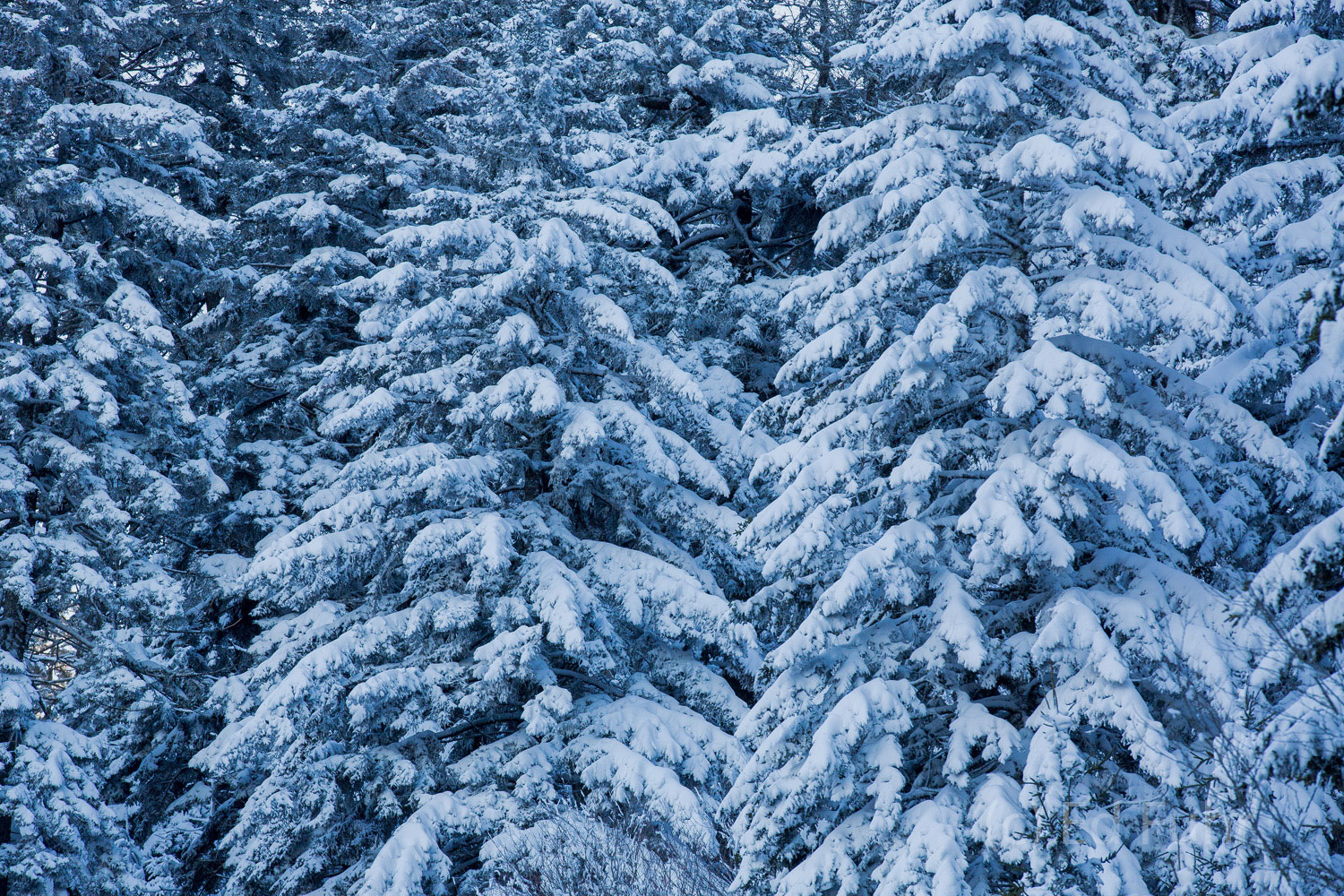 Boughs of Snow Snow covers the boughs of these evergreens.