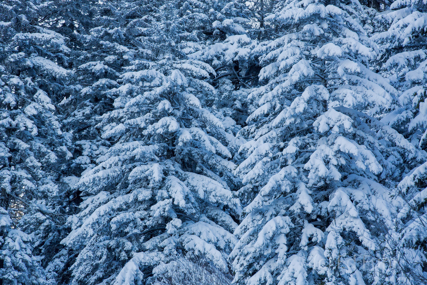 Snow covers the boughs of these evergreens.