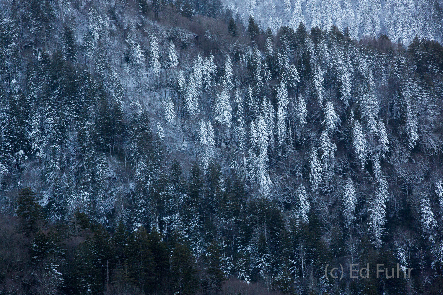 Snow Etchings Snow coats some of the pines on the wind-swept ridges of the Great Smoky Mountains.