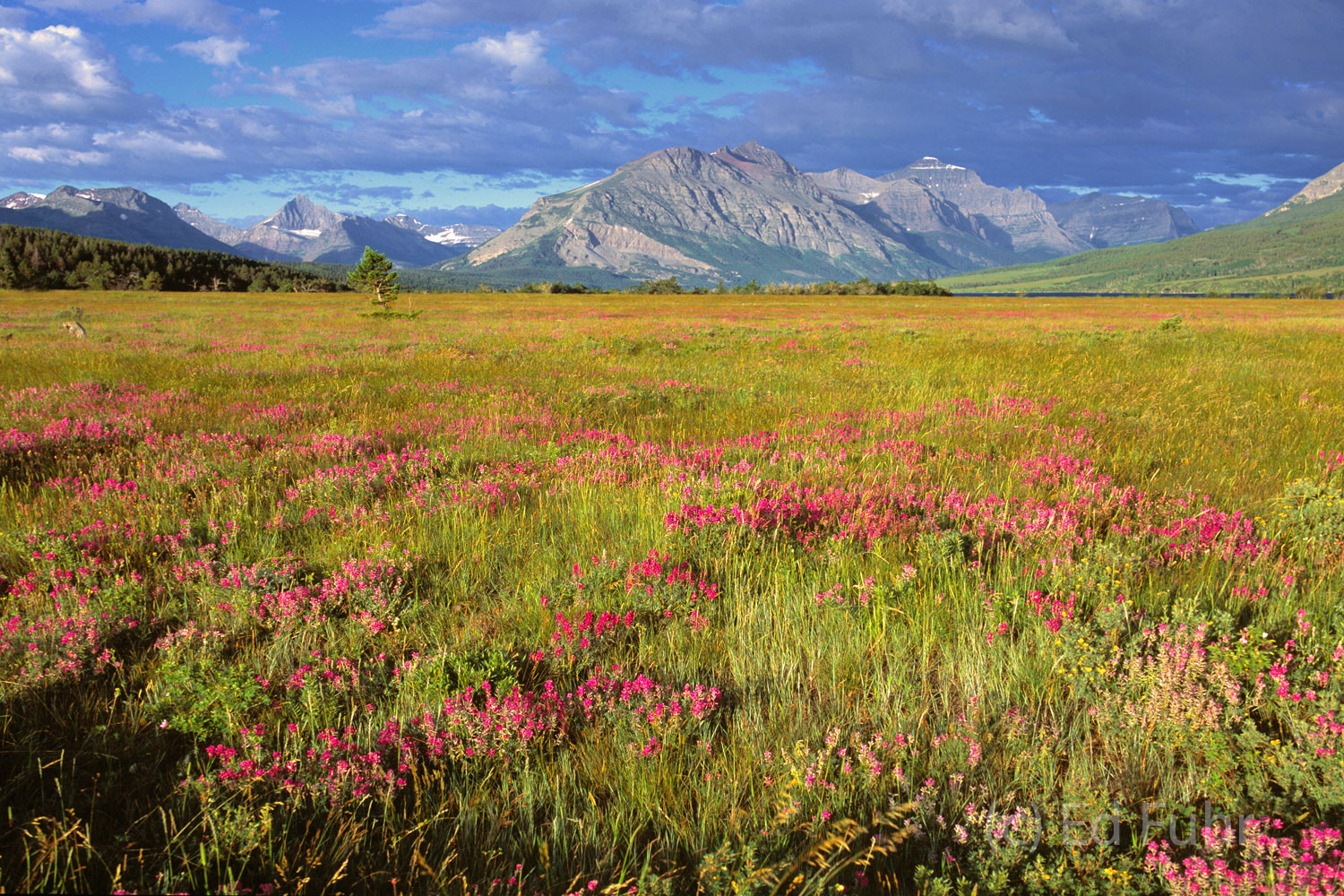 Red Eagle Mountain looms over the flower-filled meadows near the St. Mary's entrance station.