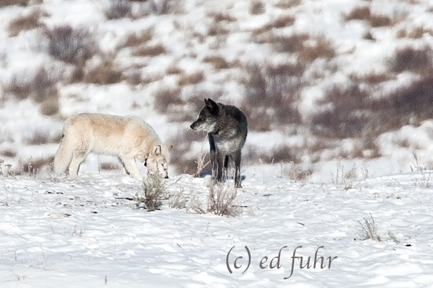 Wolves are inherently communal creatures.  Here, a dark colored wolf waits on the white wolf.