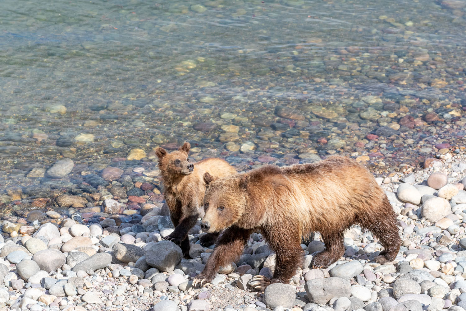 399 and her cubs walk along the rocky shore of Jackson Lake.