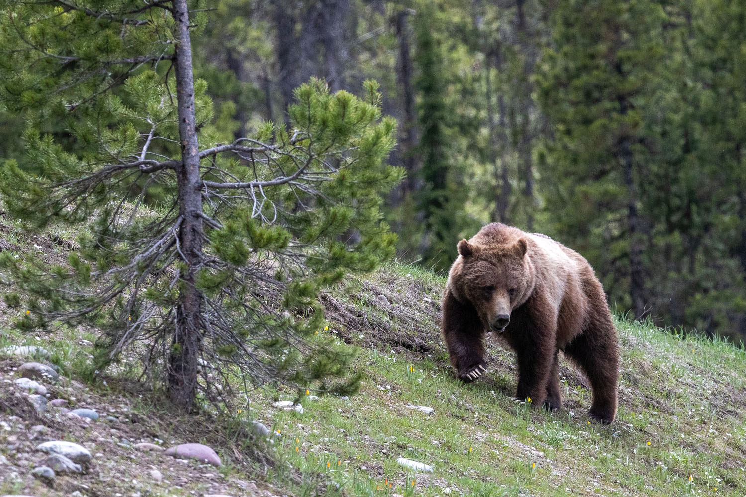 Still Powerful At the advanced age of 25 or so years, Grizzly 399 is still a healthy and imposing force.