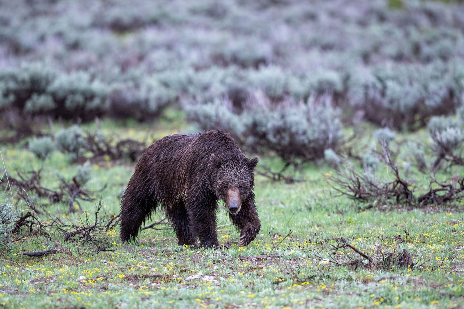 Wet A wet subadult grizzly feeds alone near Pacific Creek.