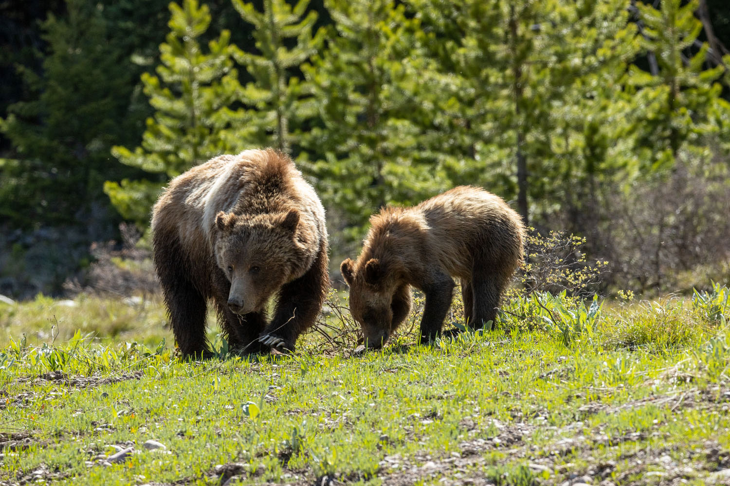 One on One A cub enjoys feeding next to the most celebrated mom of the Tetons, grizzly 399, as her 3 siblings play nearby.