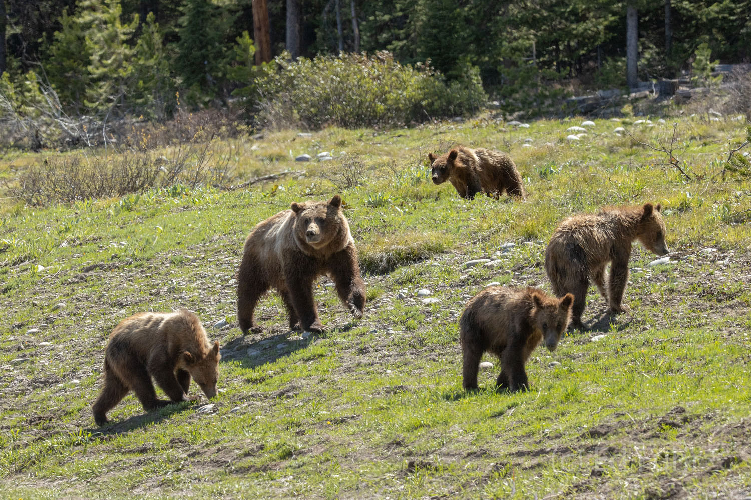 Spring has gotten an earlier start on this hillside and this family of bears welcomes the opportunity to graze on some of spring...