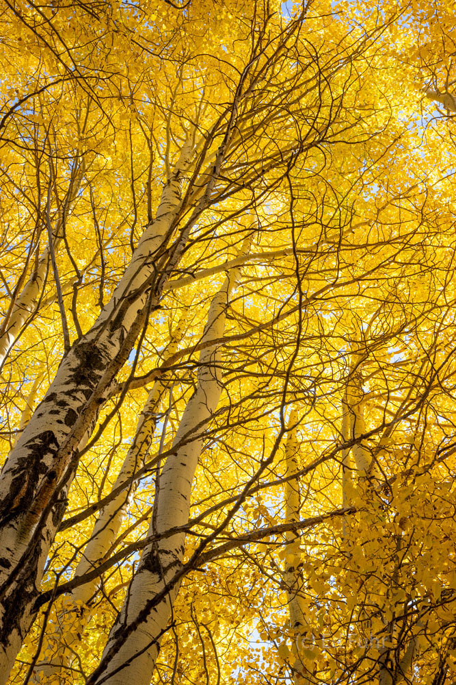 A grove of golden aspen ignite in the brilliant light of a warm afternoon sun.
