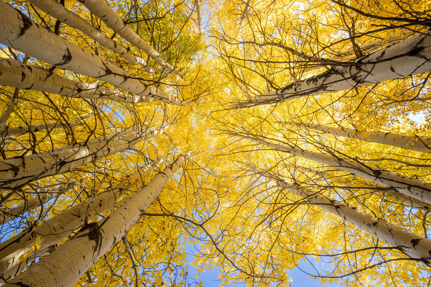 Into the high blue sky above, a grove of aspen, with their finest golden coat ablaze, stretches higher and higher, creating a...