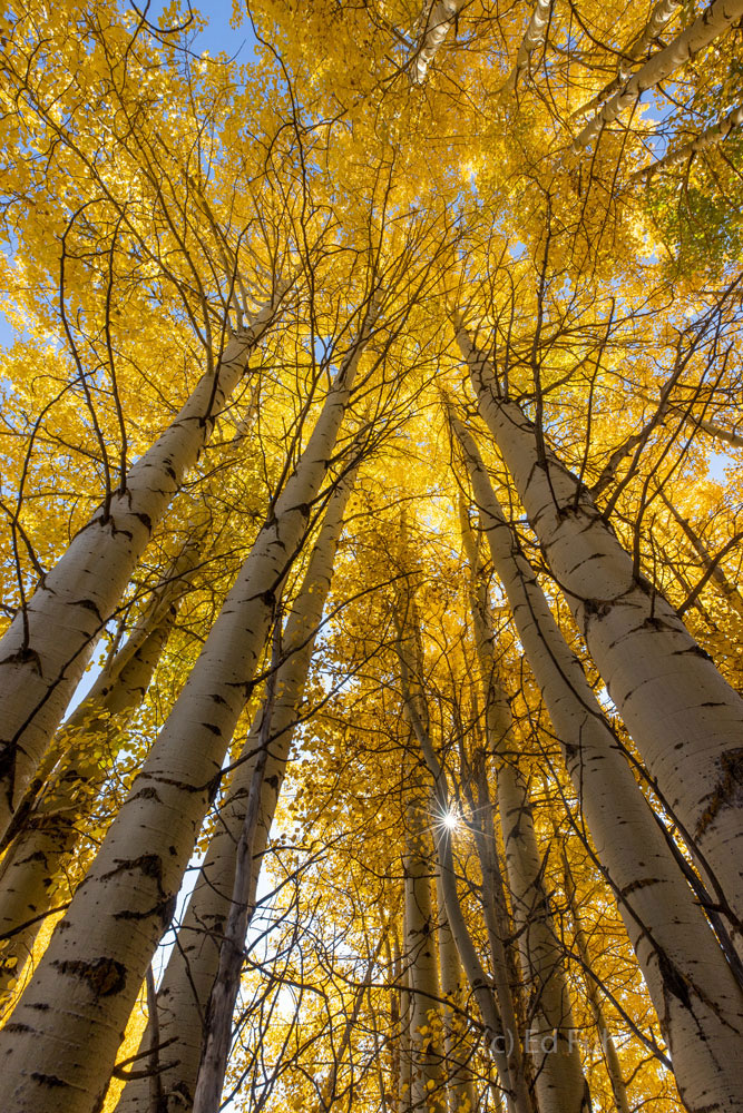 In the final days of September, the aspen of Grand Teton National Park change from green to brilliant yellows and golds, where...