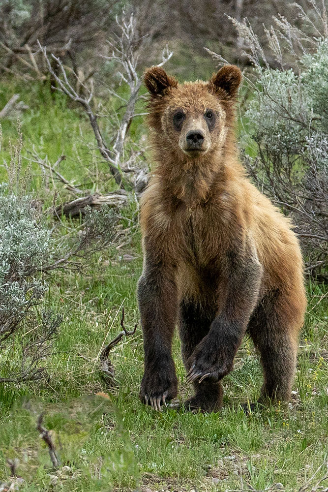 399 Cub A curious cub bounds into the open for a better view.