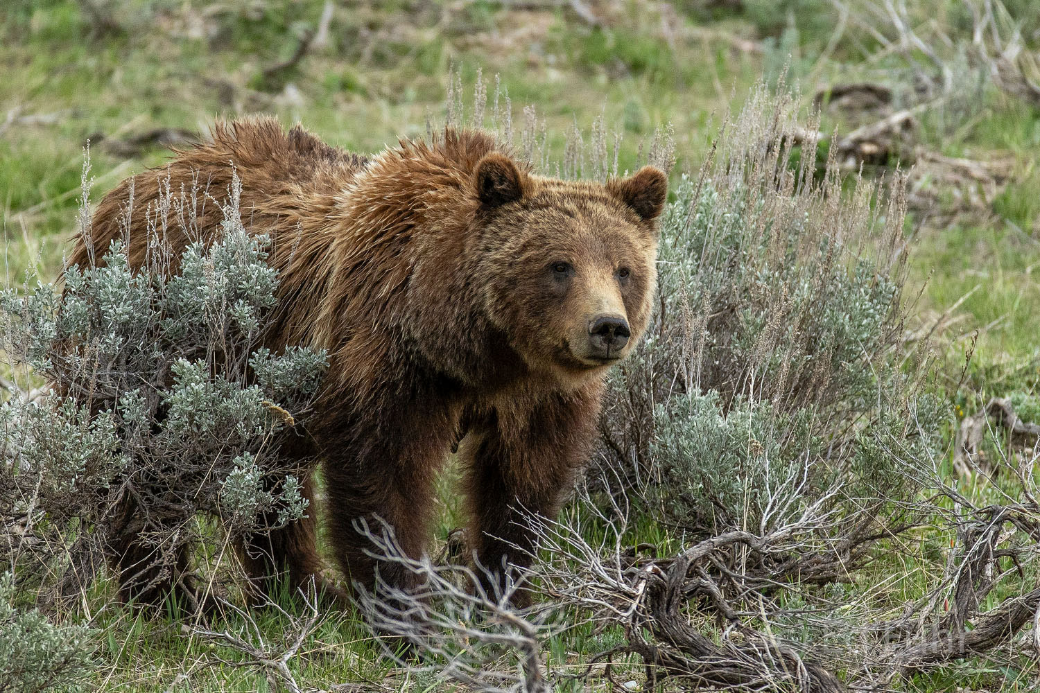 A Mother's Watch Grizzly 399 warily watches as her four cubs graze and play nearby. She is nearly 25 year old and she has motherhood down to...