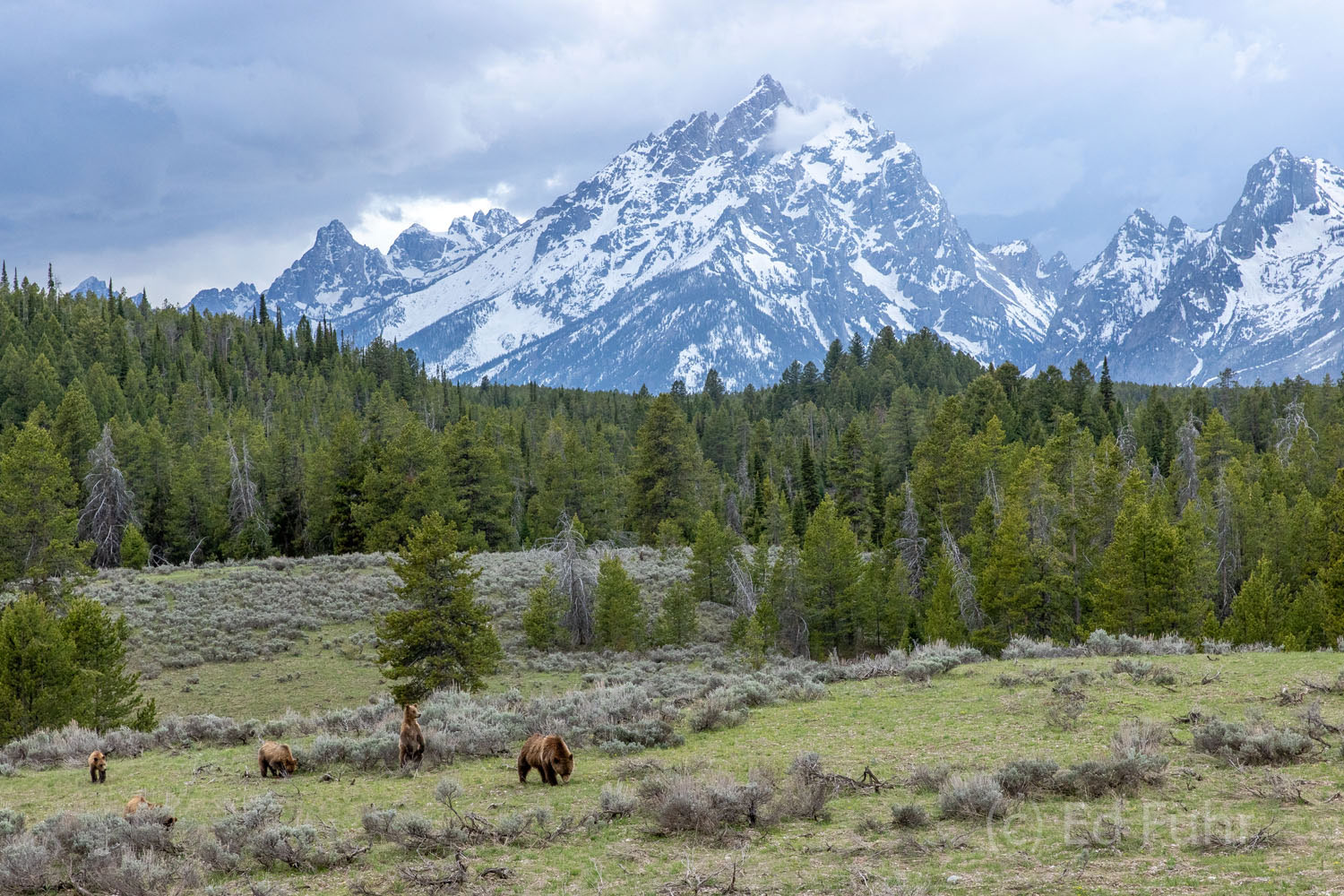 As 399 and her cubs graze in the cool below the Teton range, one of her cubs stands to get a better view of what lies beyond.