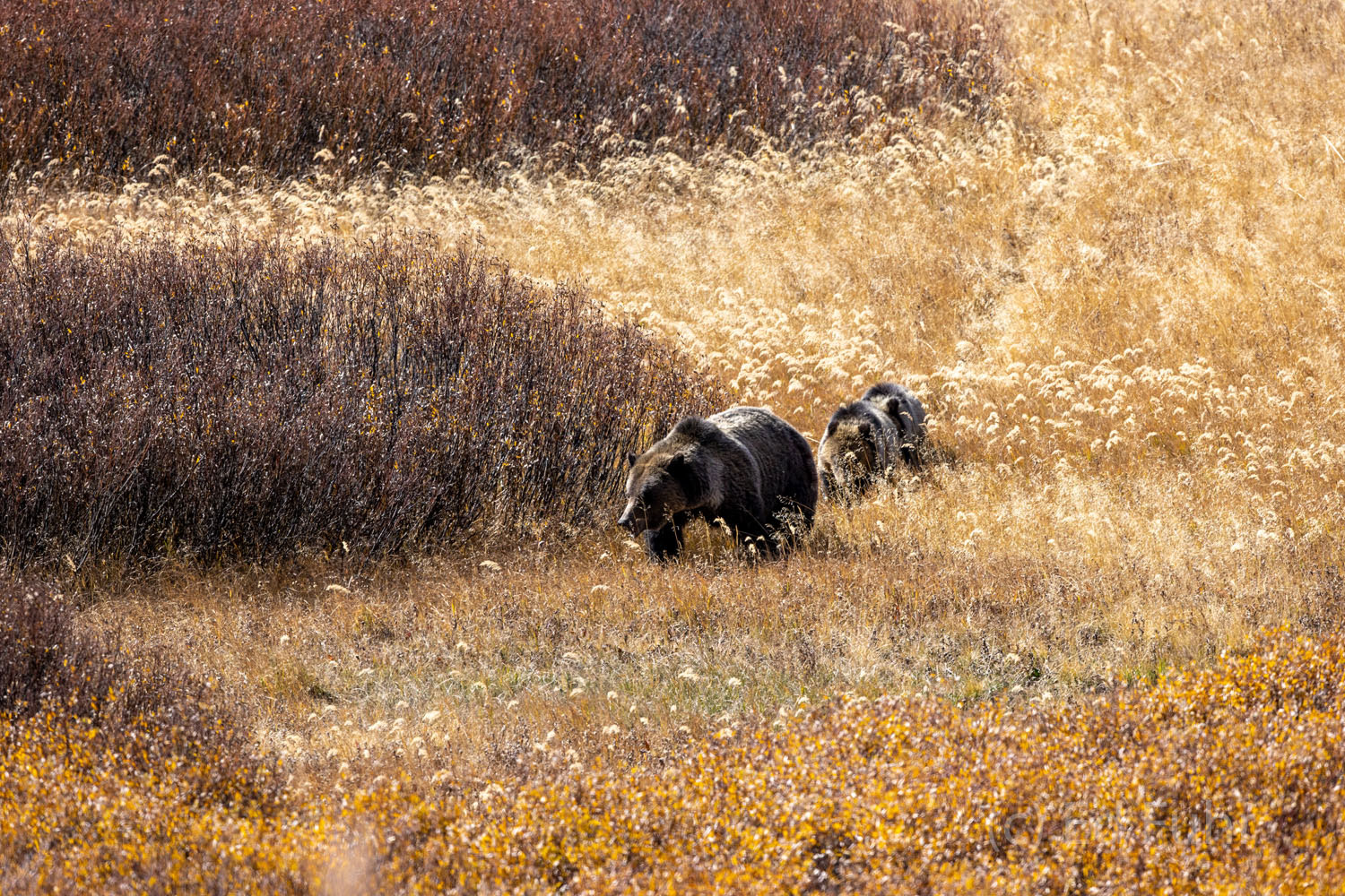A large and beautiful Grizzly mom, known locally as Felicia, leads her two cubs across the willows and stream beds where they...