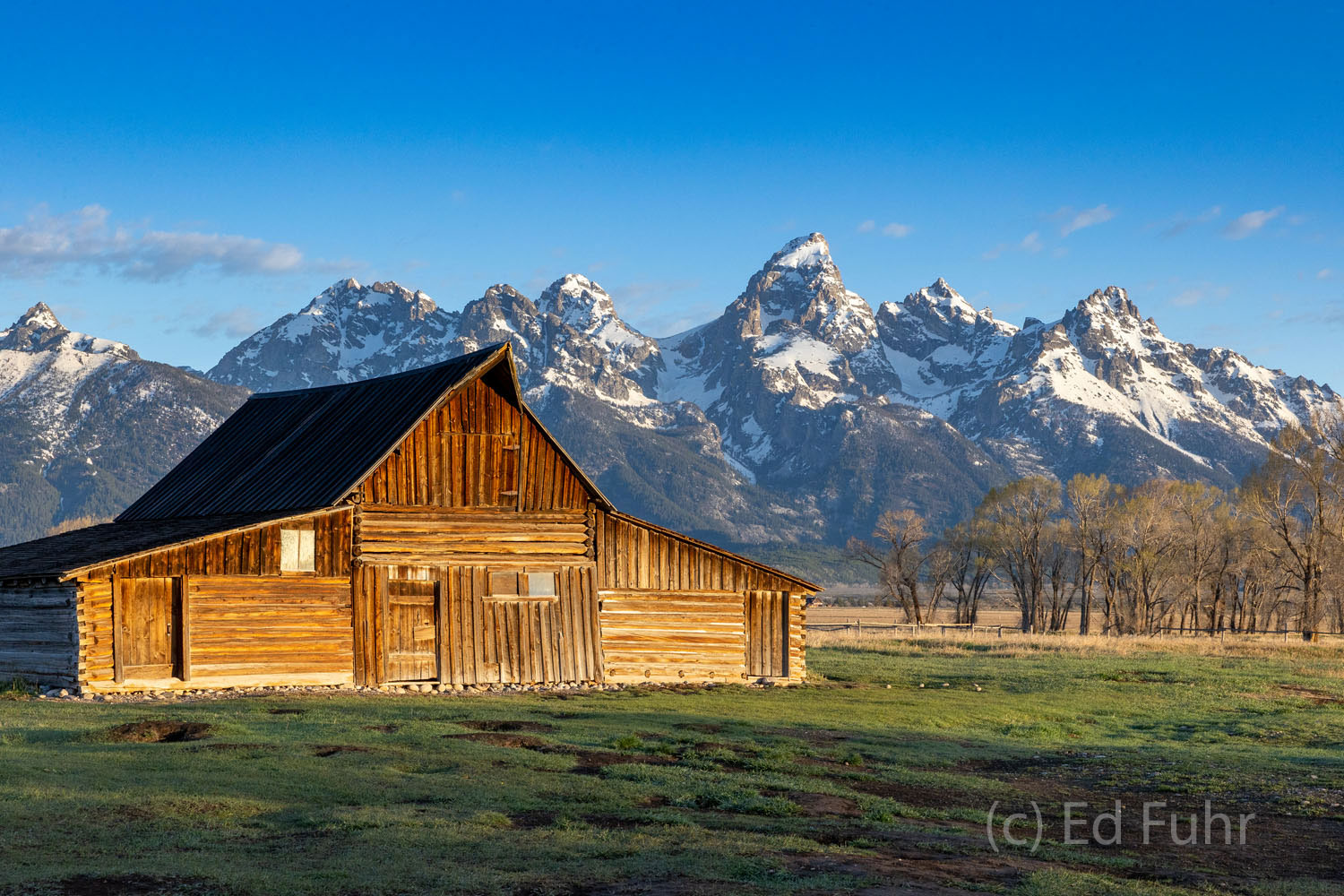 Moulton Barn Spring Sunrise, 2021 The cottonwoods and grasses around Moulton Barn need a few more weeks before they will turn green.