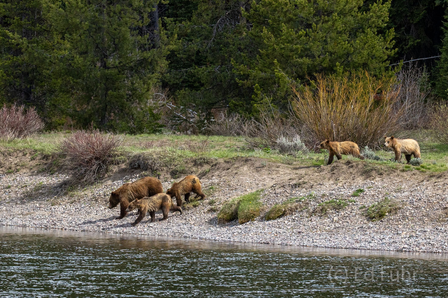Grizzly 399 has decided the waters are now low and slow enough - it is time to cross the Snake River with her four cubs.