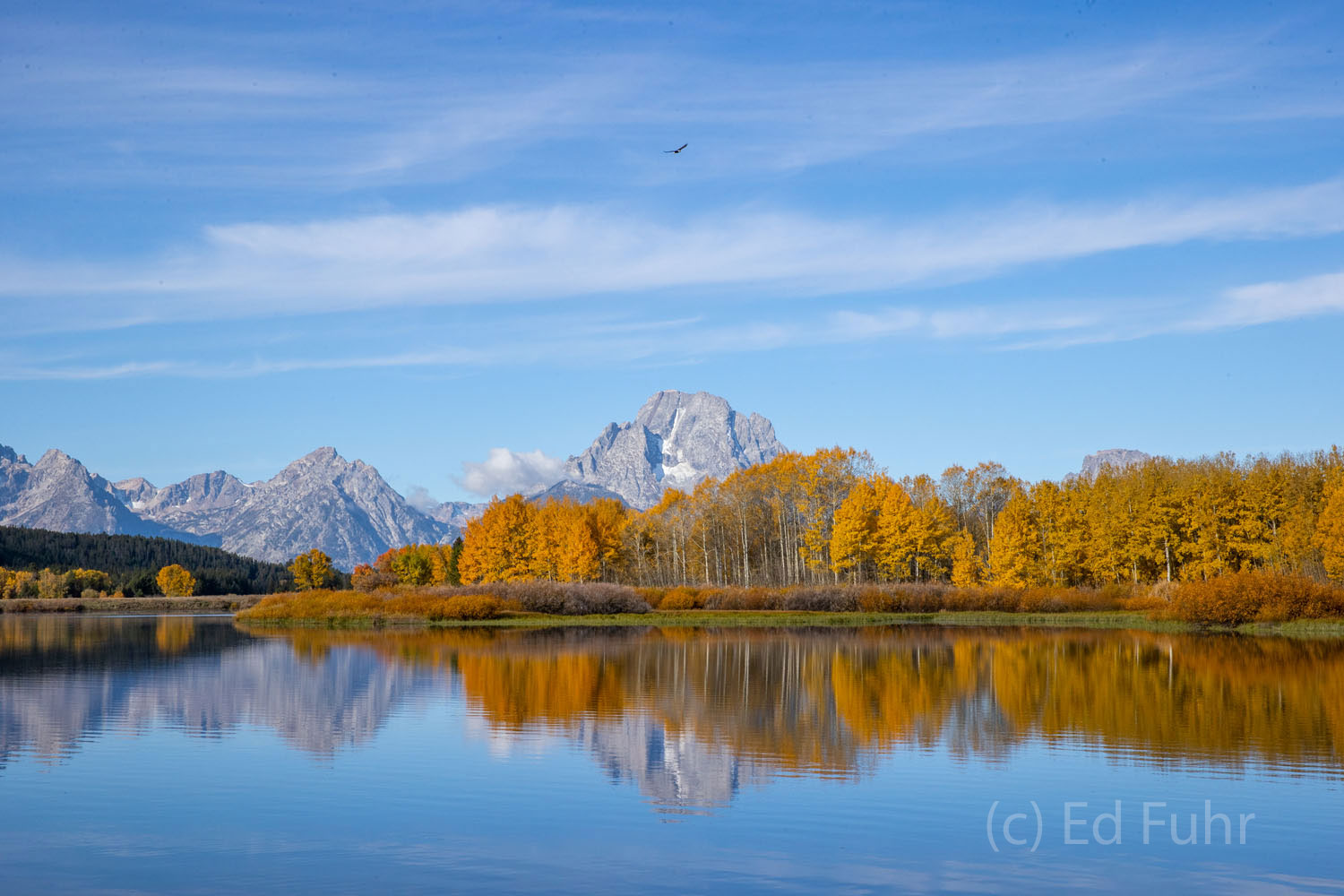 A bald eagle soars, ever higher, above the meandering waters of this curve in the Snake River at Oxbow Bend.