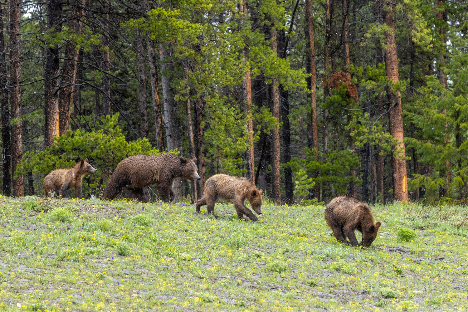 Hillside Wonder Grizzly 399 leads there of her four cubs from the forest's edge.