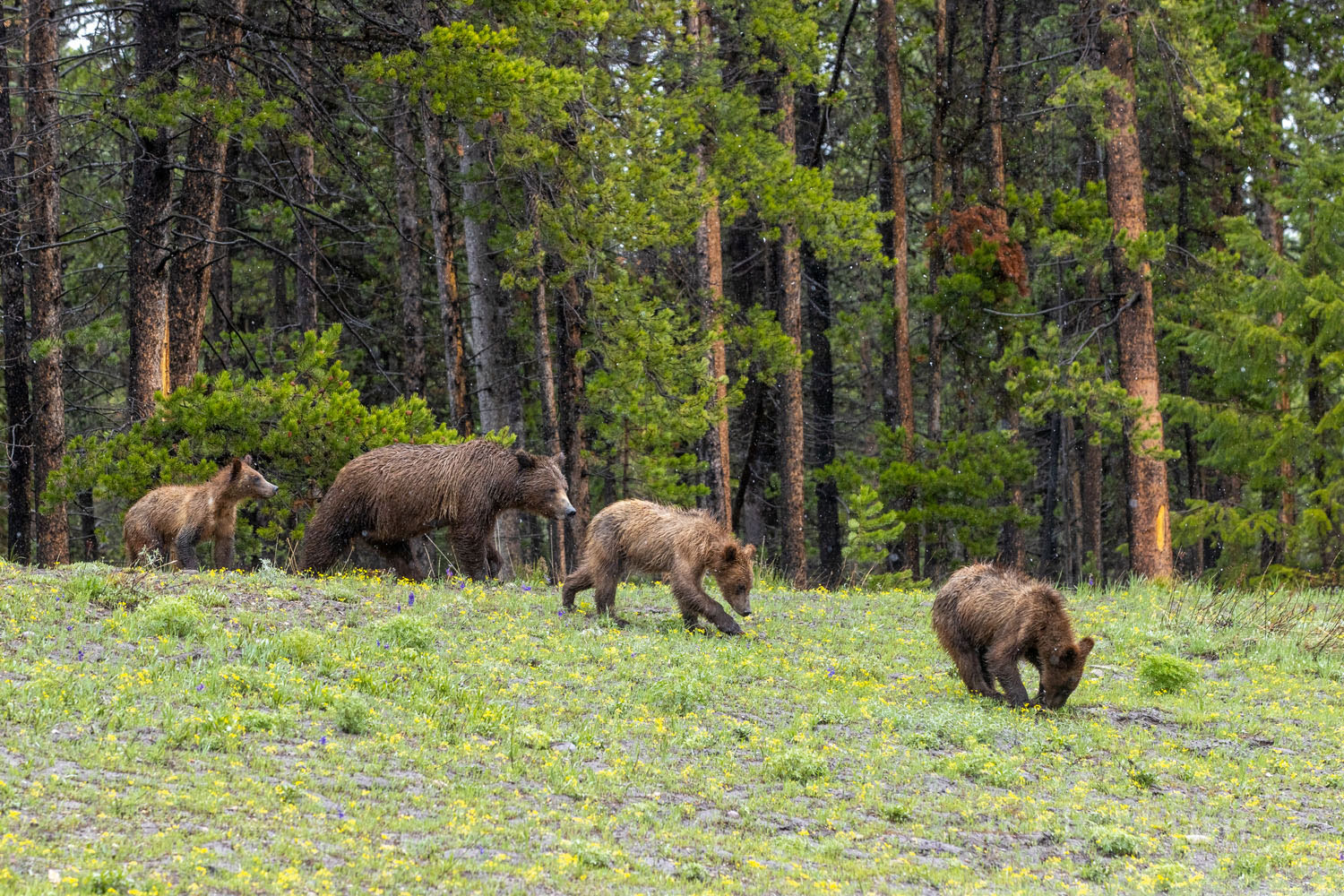 Grizzly 399  leads there of her four cubs from the forest's edge.