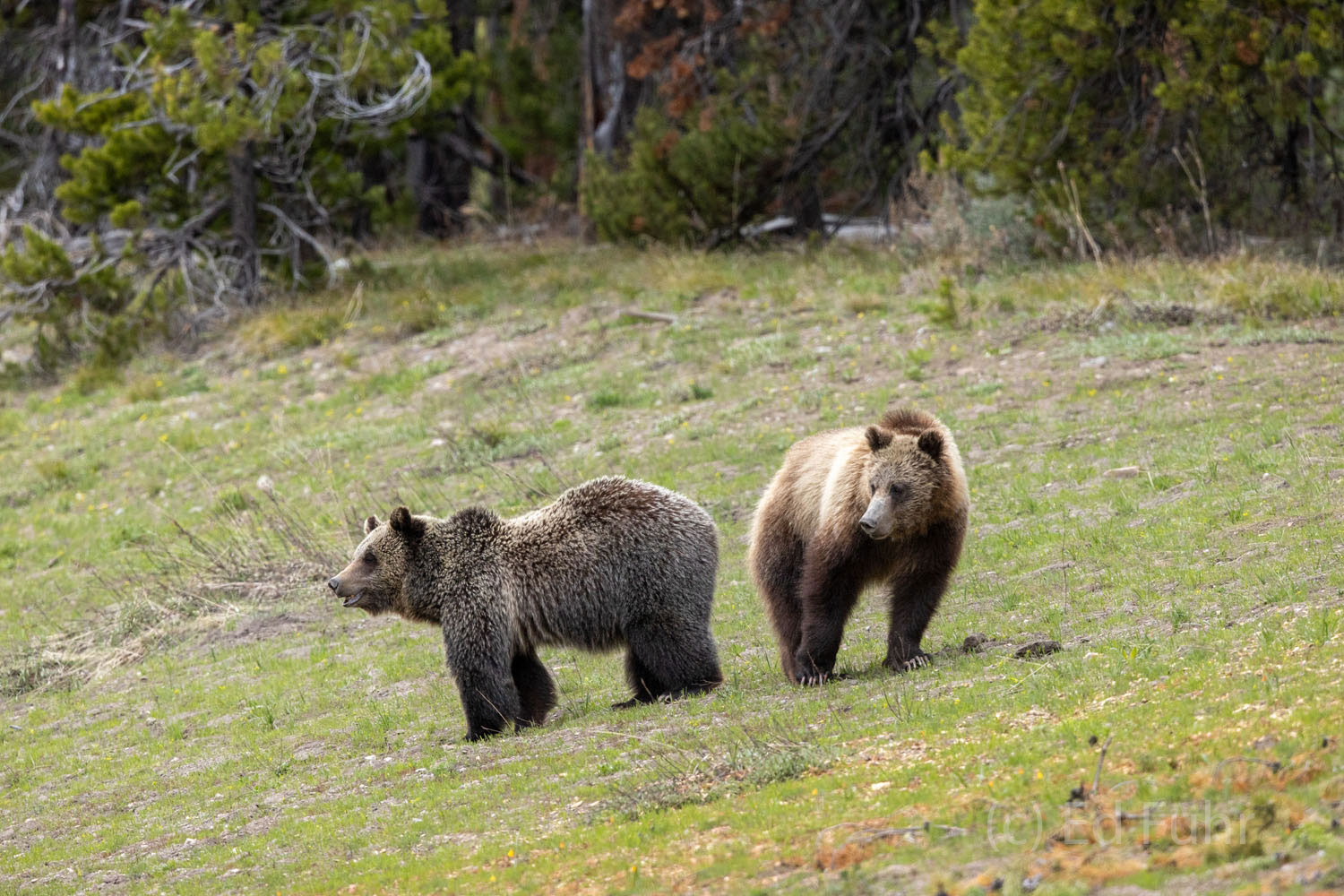 Two subadult grizzly bears, from different moms, find comfort in each other's presence as they learn the difficult ways of the...