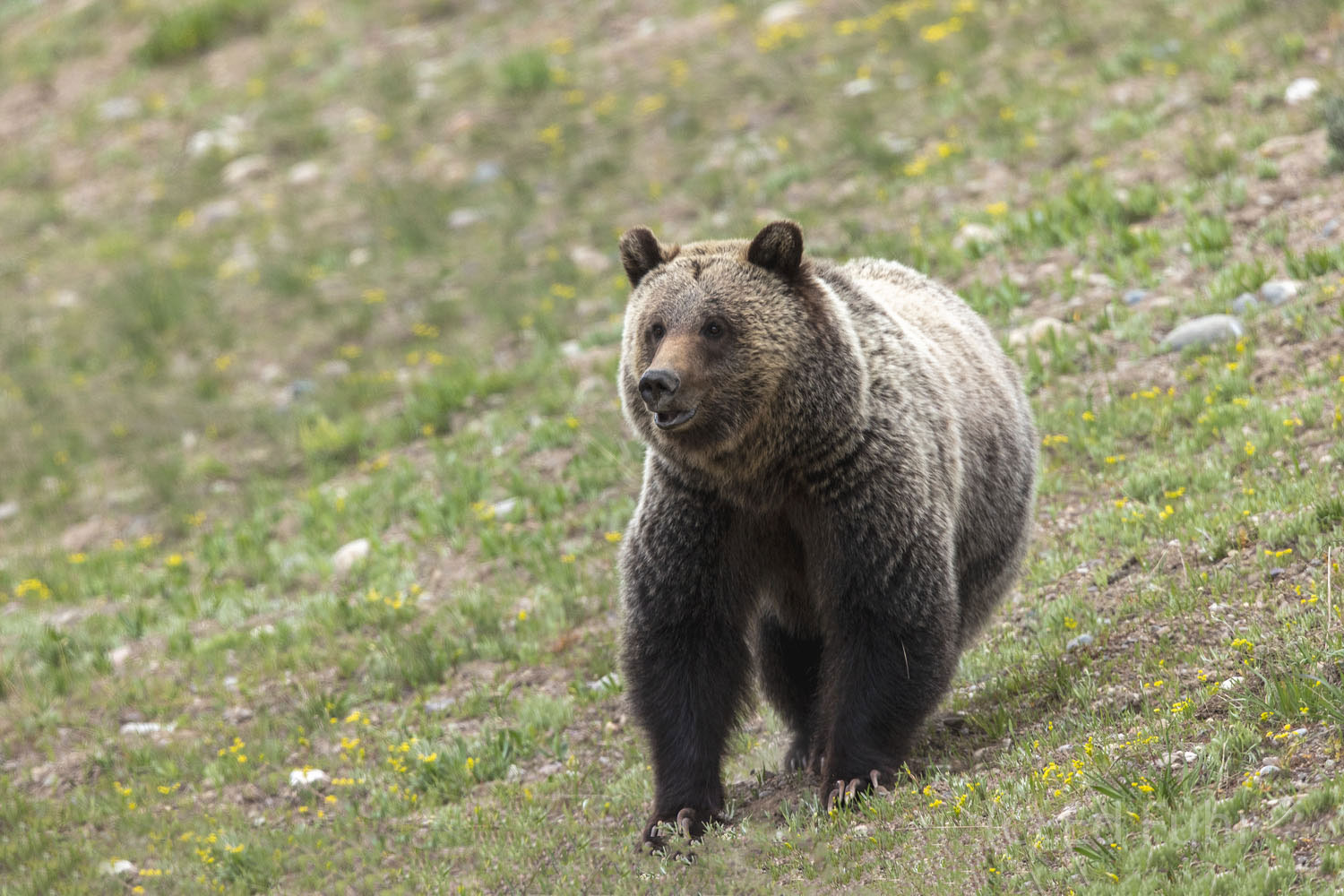 Adolescence Recently emancipated, this subadult grizzly needs to make smart decisions as it learns to live on its own.