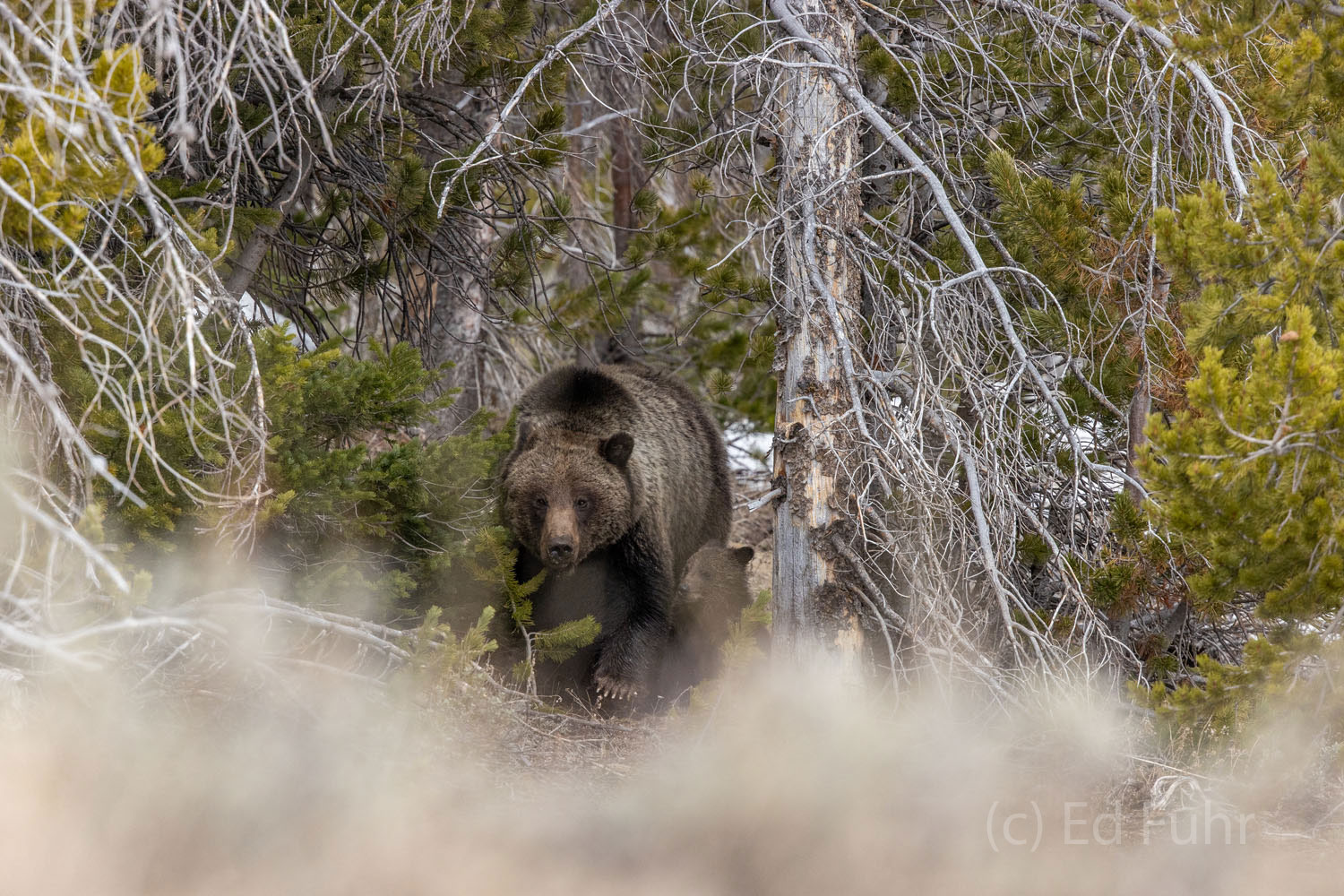 Emerging Out of her sanctuary in the woods a large grizzly emerges with her two cubs..