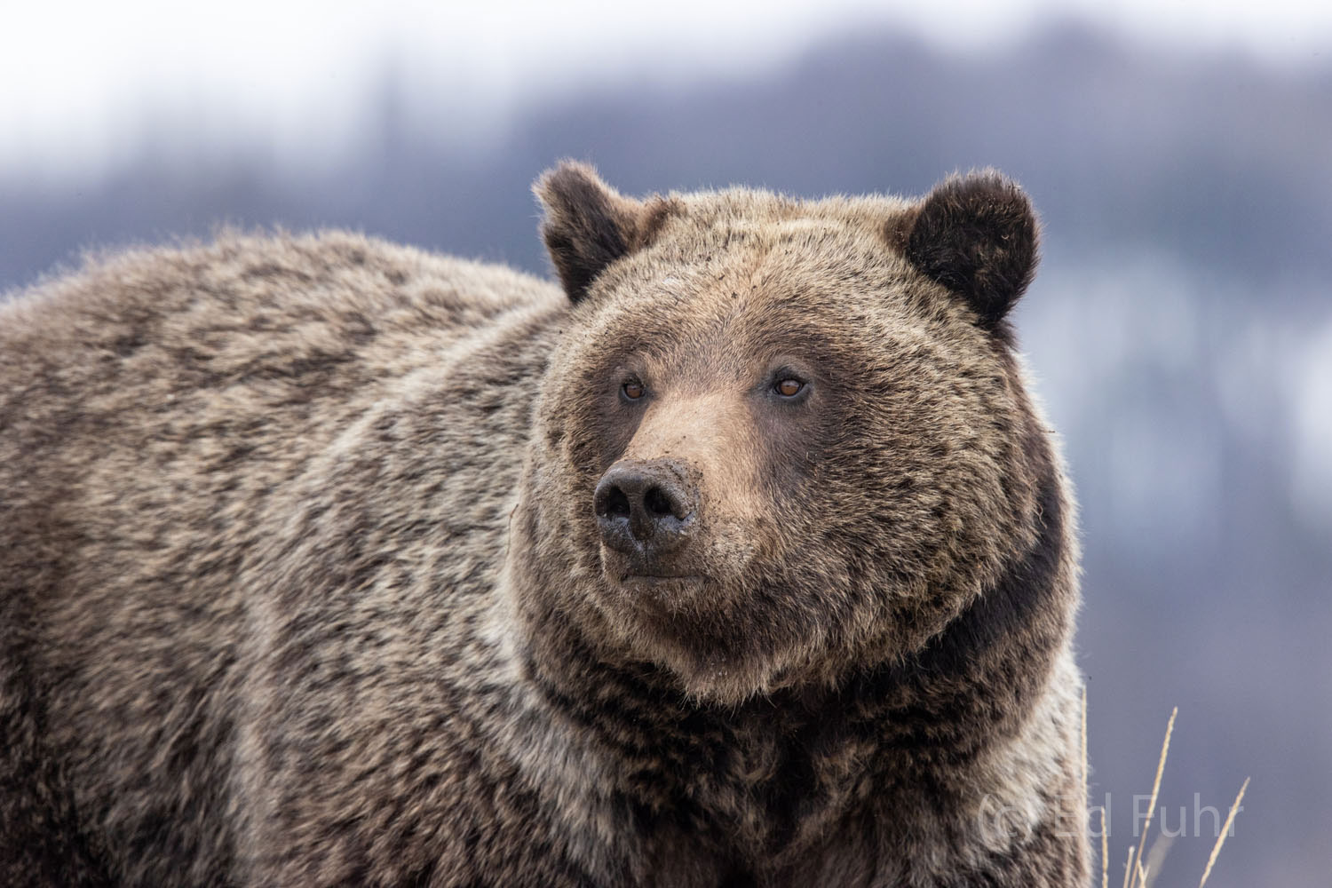 An imposing and healthy large female grizzly scans a distant meadow, with her nose more than her eyes, for any signs of a male...