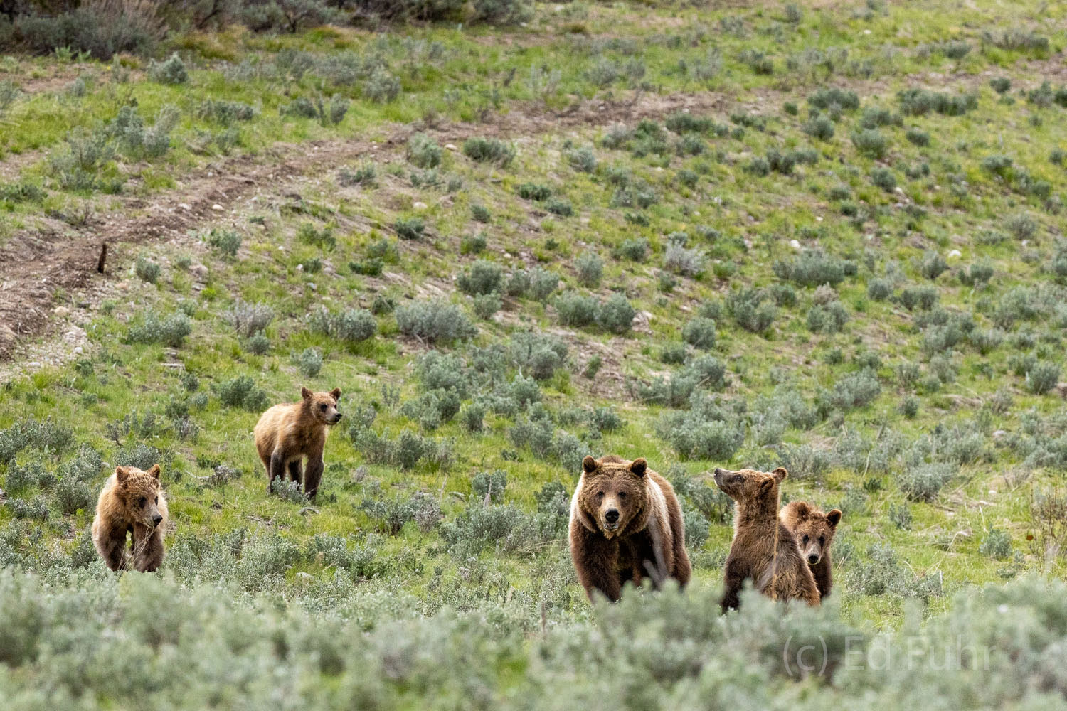 Grizzly 399 is on the move with her four cubs, now more than a year old, moving out of the forest and into the open.