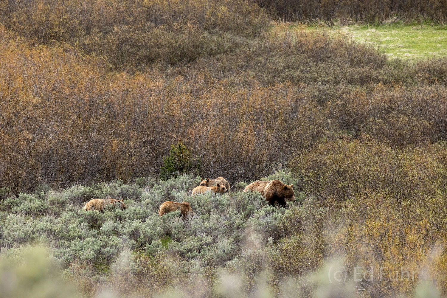 Into the Thicket A family of grizzlies disappear into the thicket where they will spend much of the day.