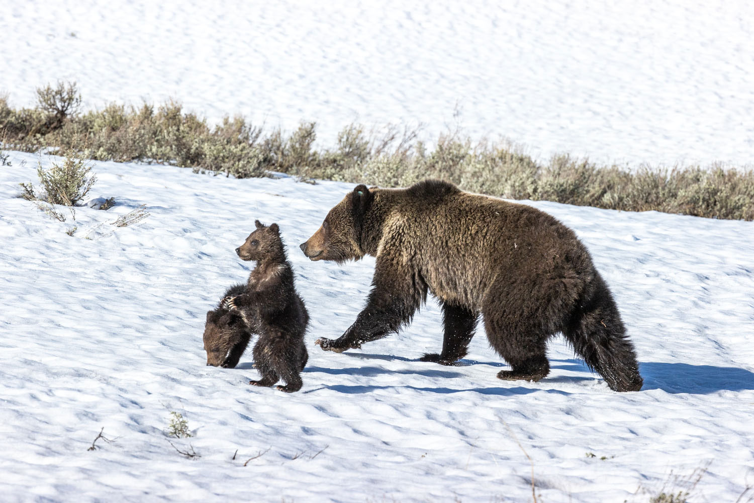 The Scamper A grizzly scampers with her two cubs across the still deep snow near the Continental Divide.