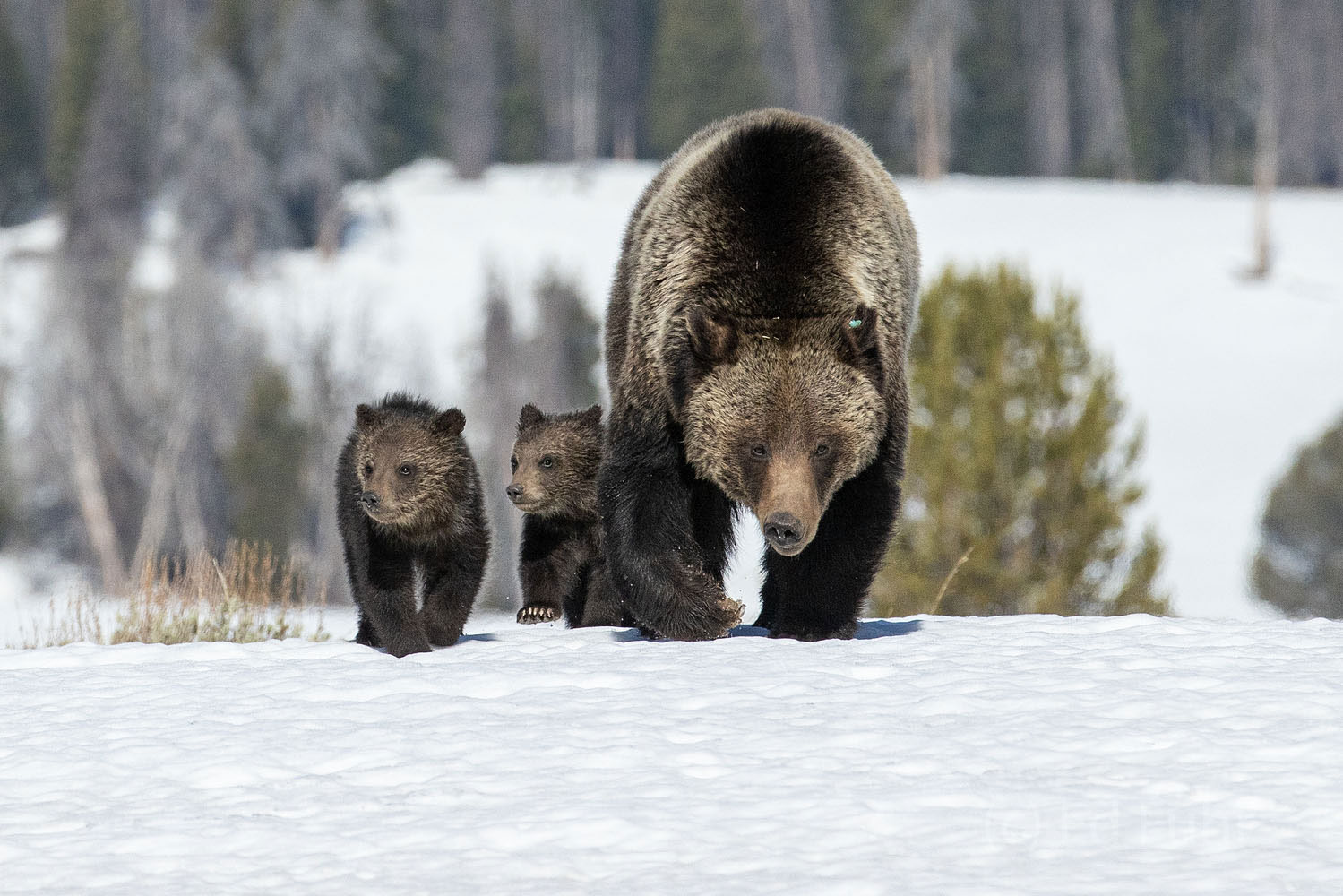 A large grizzly slowly makes her way across the still-deep snow of late May, along with her two cubs.   Mom may be stronger but...