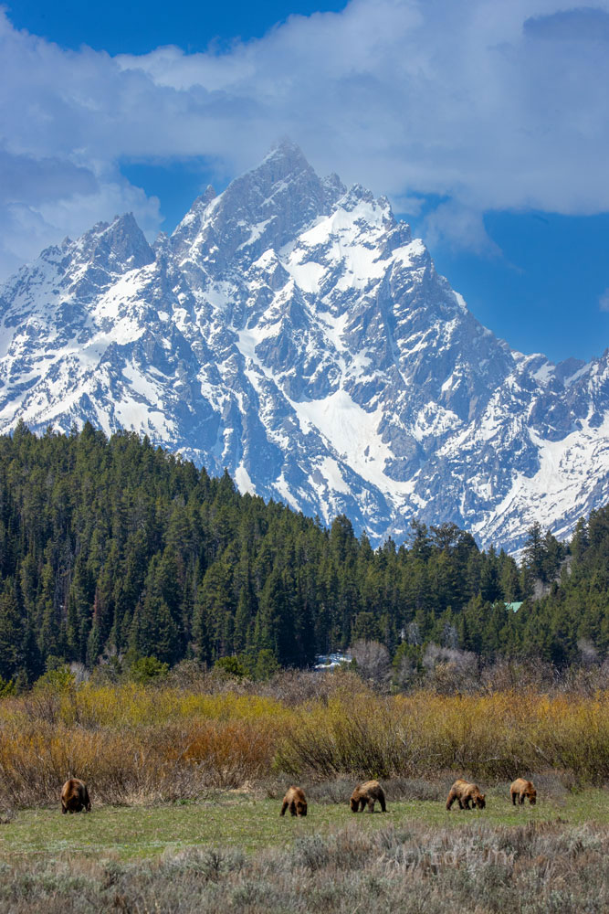 Grand Teton Spectacle Give grizzlies - 399 and her quad cubs - forage in the still-greening flats near Oxbow Bend.