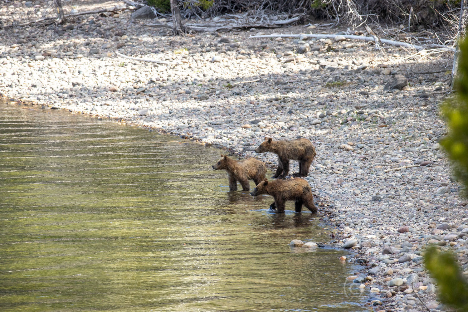 Wading In Three of Grizzly 399's four cubs play at the shore of Jackson Lake.